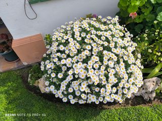 Jardinero .Se hacen trabajos de jardinería