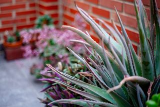 Takumar 55mm f1.8 y pentax spotmatic