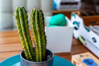 Takumar 55mm f1.8 y pentax spotmatic