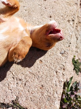 Ofrezco mis servicios