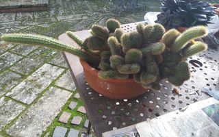 HILDEWINTEA AUREASPINA CRESTATA-Pianta grassa
Poss