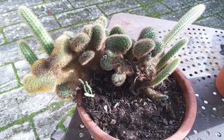 HILDEWINTEA AUREASPINA CRESTATA-Pianta grassa
Poss