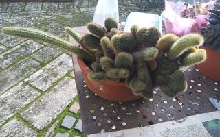 HILDEWINTEA AUREASPINA CRESTATA-Pianta grassa
Poss
