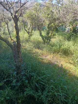 Desbrozador de fincas,huertos etc en Berja.