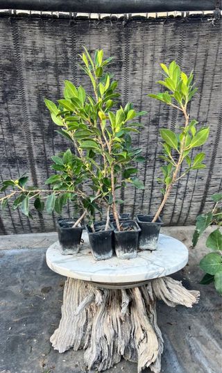 PLANTONES PRE BONSAI FICUS RETUSA