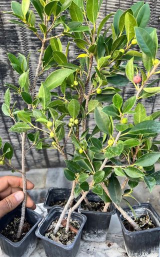 PLANTONES PRE BONSAI FICUS RETUSA