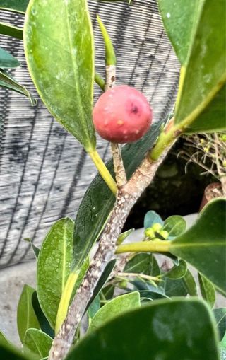 PLANTONES PRE BONSAI FICUS RETUSA