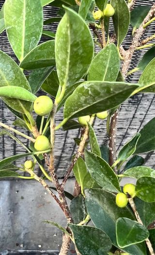 PLANTONES PRE BONSAI FICUS RETUSA