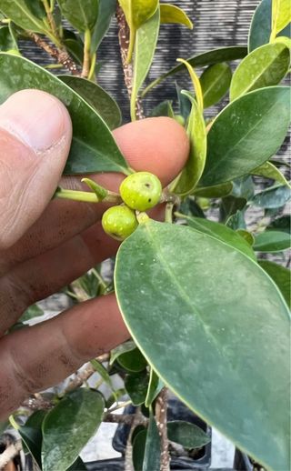 PLANTONES PRE BONSAI FICUS RETUSA