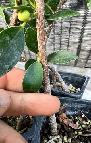 PLANTONES PRE BONSAI FICUS RETUSA