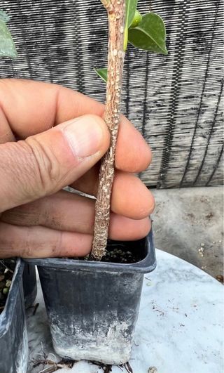 PLANTONES PRE BONSAI FICUS RETUSA