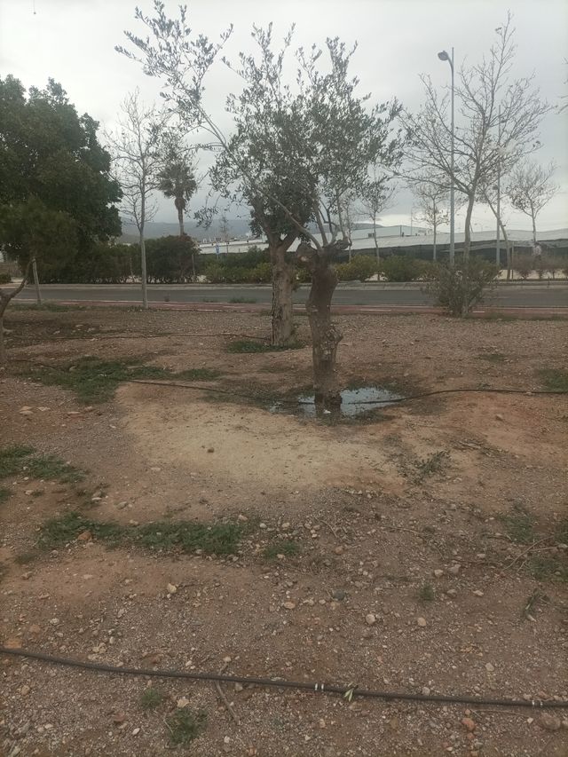 Se ofrece jardinero para trabajo