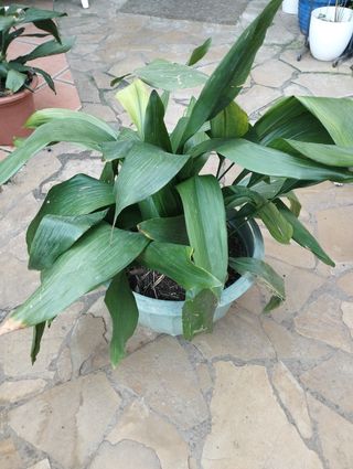 Planta pilistra