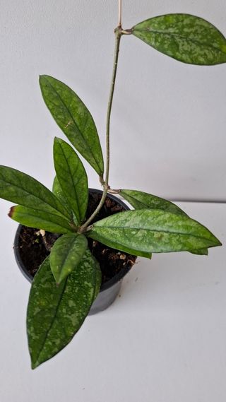 Hoya Crassipetiolata Splash