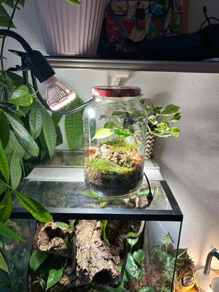 Alocasia Frydek Variegata