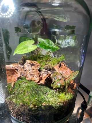 Alocasia Frydek Variegata