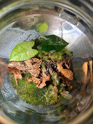 Alocasia Frydek Variegata