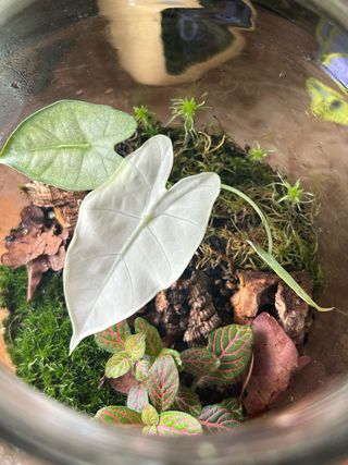 Alocasia Frydek Variegata