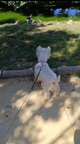 Cuidado de mascotas