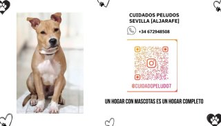 Cuidado de mascotas