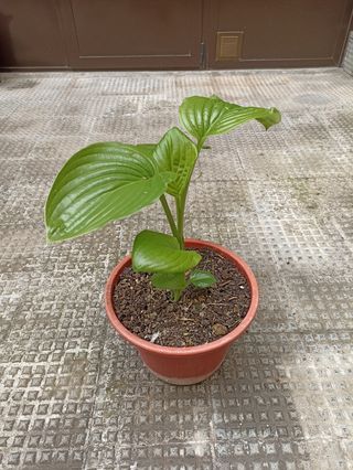 JADE, ATRAE LA SUERTE