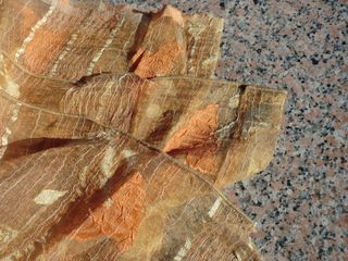 Tela de cortina (visillo)