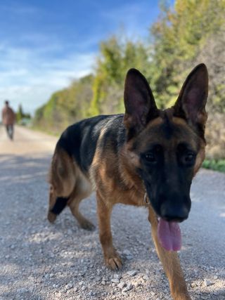 Clases de adiestramiento canino