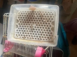 Jaula para animal  conejito codornices etc