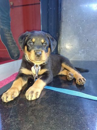 Cuidadora y paseadorade animales