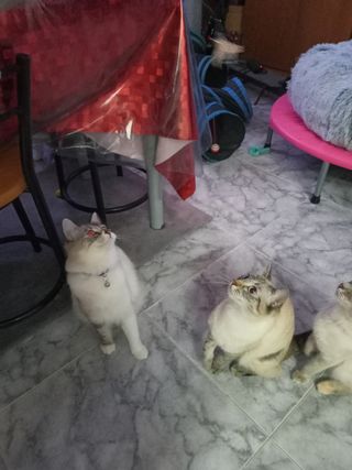 Cuidadora y paseadorade animales