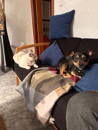 Cuidadora y paseadorade animales