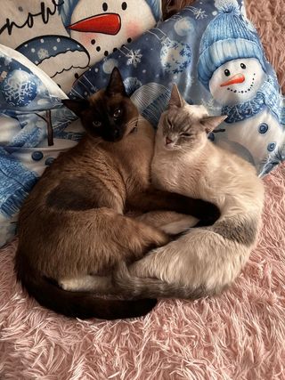 Cuidadora y paseadorade animales