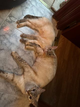 Cuidadora y paseadorade animales