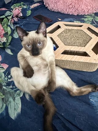 Cuidadora y paseadorade animales