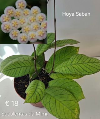 Hoya Sabah