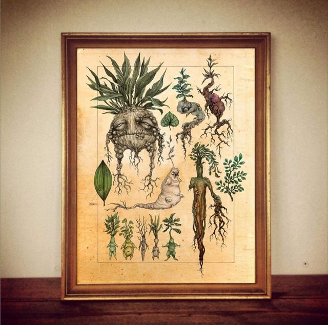 2 Póster de mandragora de Harry potter
