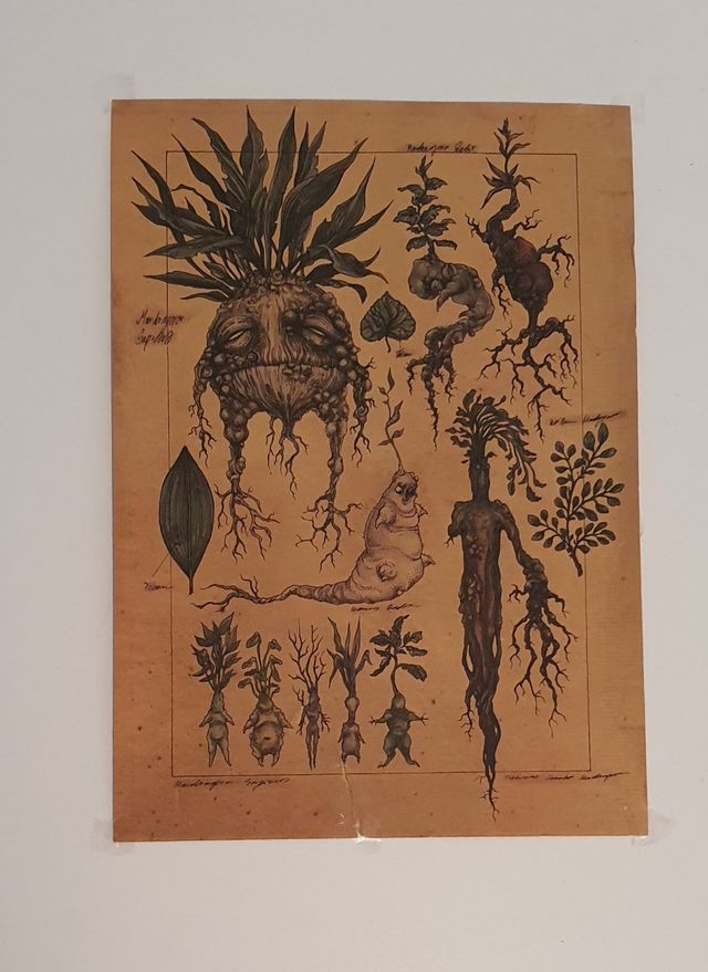 2 Póster de mandragora de Harry potter