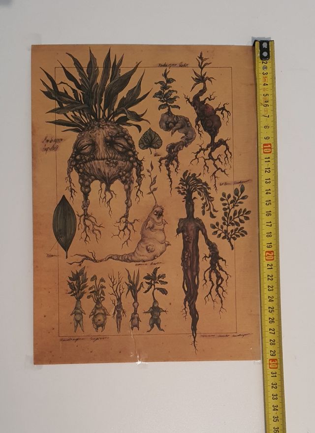 2 Póster de mandragora de Harry potter