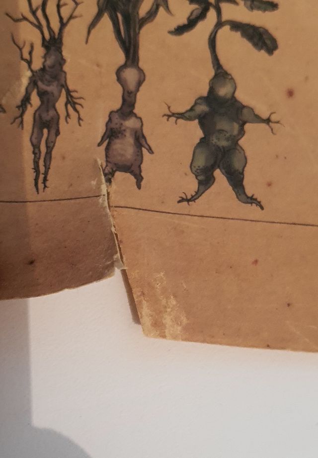 2 Póster de mandragora de Harry potter