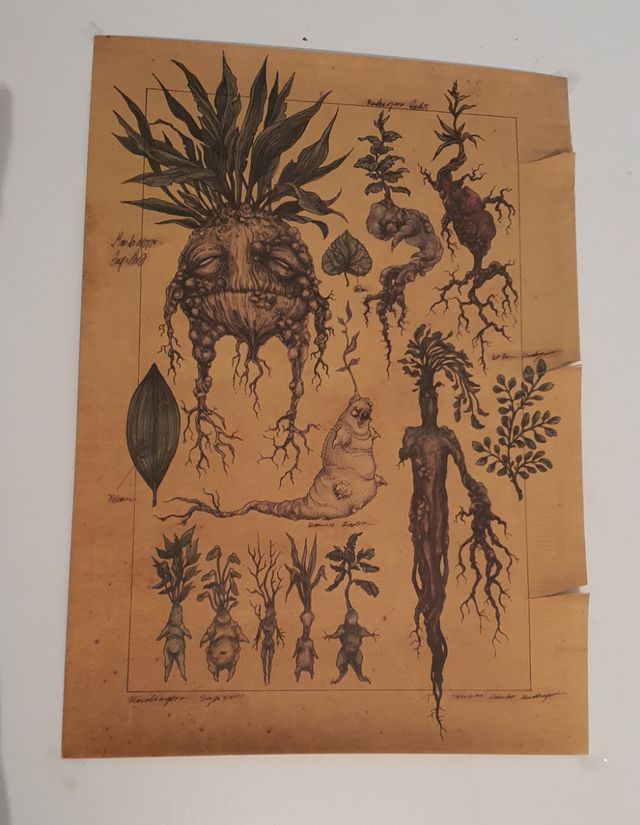 2 Póster de mandragora de Harry potter