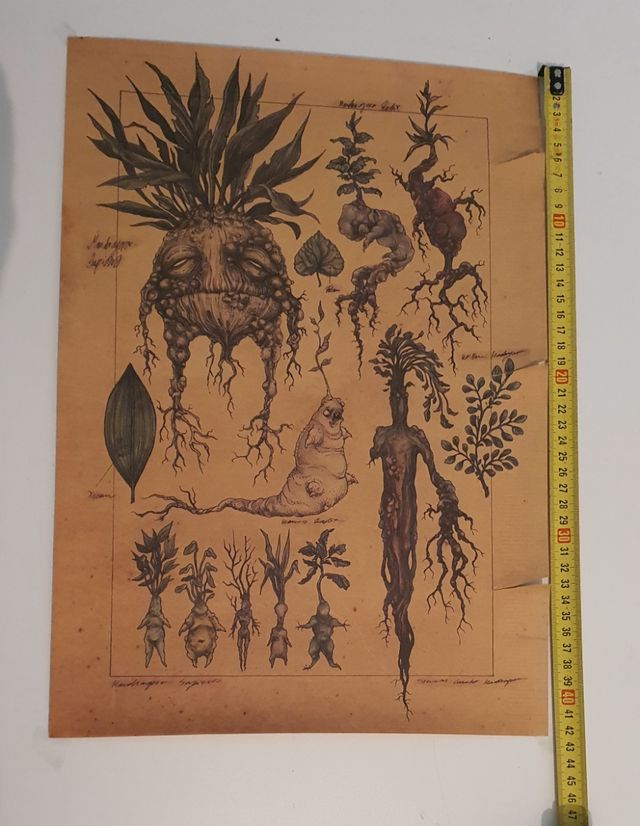 2 Póster de mandragora de Harry potter