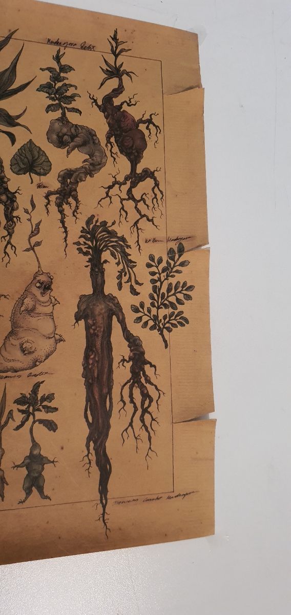 2 Póster de mandragora de Harry potter