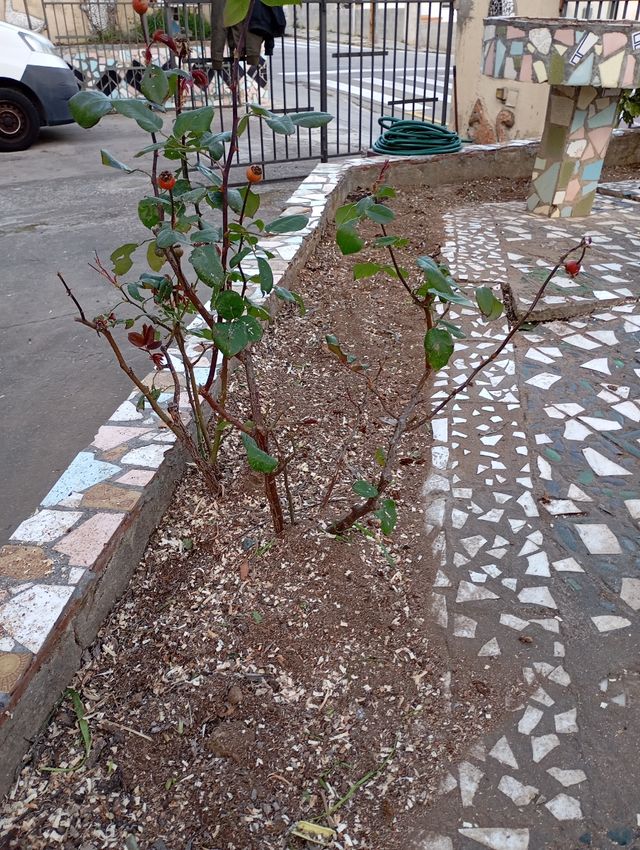 Jardinería profesional