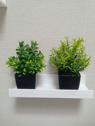 Dos mini plantas en maceta
