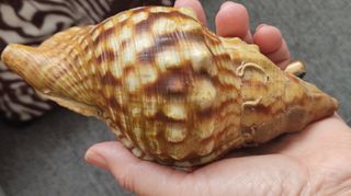 Caracola marina Charonia Lampas