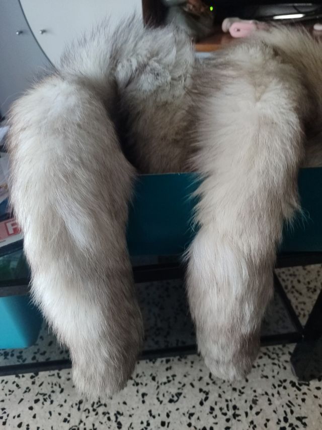 Cuello pelo. Acepto ofertas