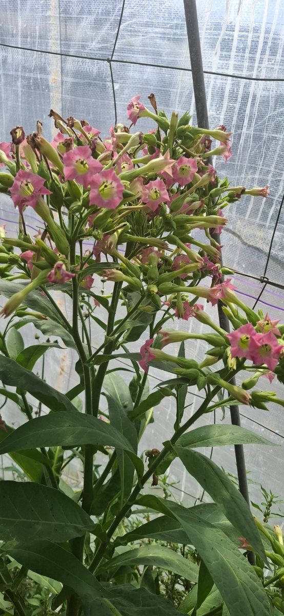 Semillas Virginia gold