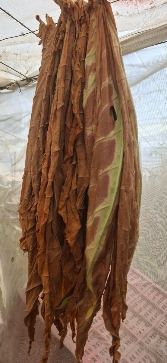 Semillas Virginia gold