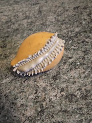 Concha de Cauri Safari Ltd