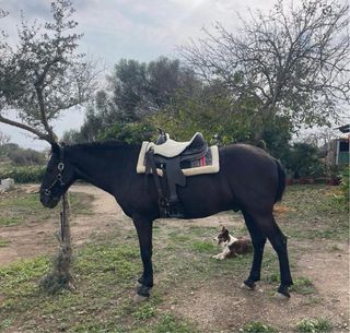 Silla de montar Barefoot